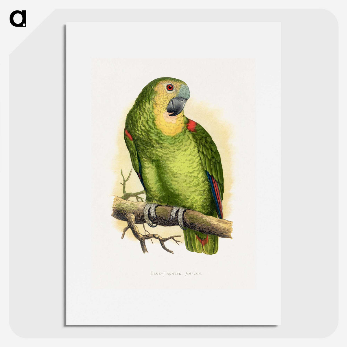 1-61_Parrots-in-Captivity_picture