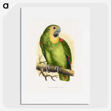 1-61_Parrots-in-Captivity_picture