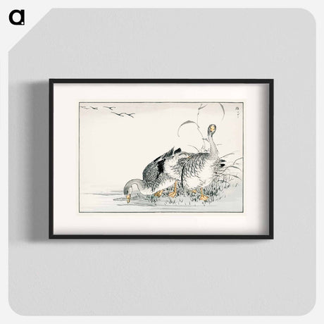 アートポスター-White Fronted Goose Illustration
 - 鳥類図鑑 Poster.