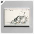 アートパネル-White Fronted Goose Illustration
 - 鳥類図鑑 Canvas.