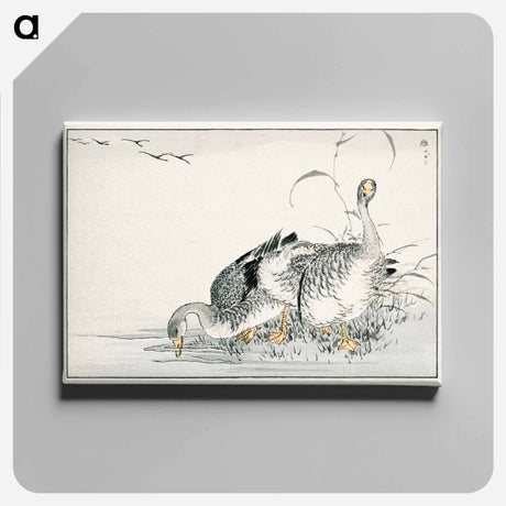 アートパネル-White Fronted Goose Illustration
 - 鳥類図鑑 Canvas.