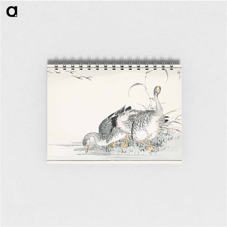 アートメモ帳-White Fronted Goose Illustration
 - 鳥類図鑑 Memo.