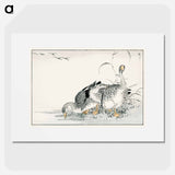 アートポスター-White Fronted Goose Illustration
 - 鳥類図鑑 Poster.