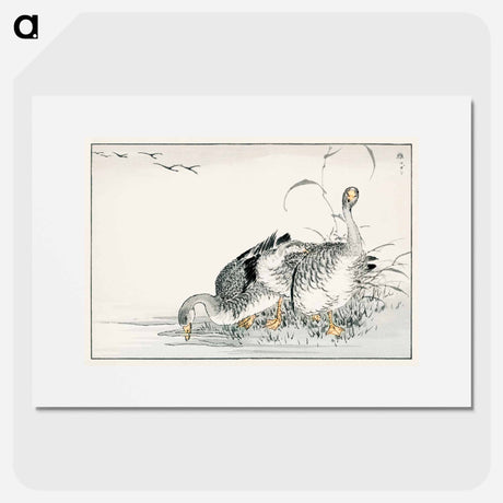 アートポスター-White Fronted Goose Illustration
 - 鳥類図鑑 Poster.