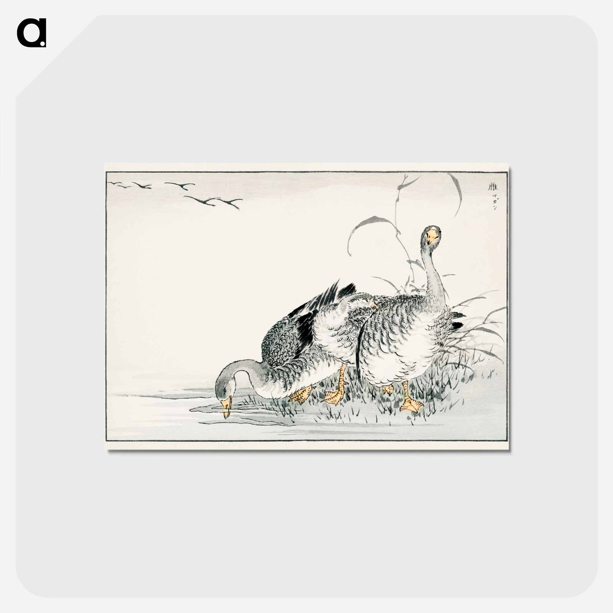 アートポストカード-White Fronted Goose Illustration
 - 鳥類図鑑 Postcard.