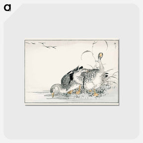 アートポストカード-White Fronted Goose Illustration
 - 鳥類図鑑 Postcard.