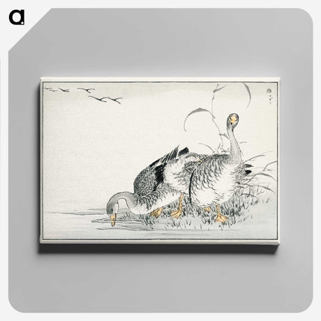 1-61_Pictorial-Monograph-of-Birds_canvas