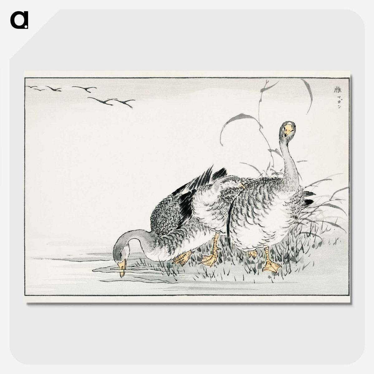 1-61_Pictorial-Monograph-of-Birds_picture-crop