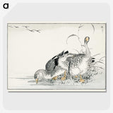 1-61_Pictorial-Monograph-of-Birds_picture-crop