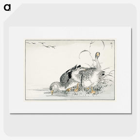 1-61_Pictorial-Monograph-of-Birds_picture