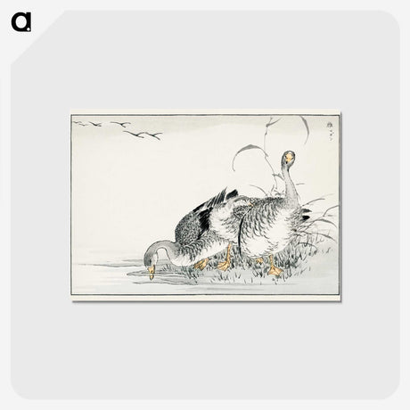 1-61_Pictorial-Monograph-of-Birds_postcard