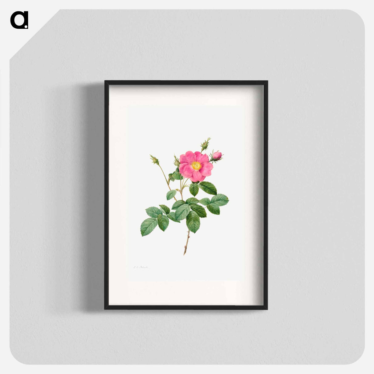 Cabbage Rose (Rosa Centifolia Simplex) - Pierre Joseph Redouté Poster.