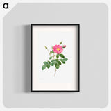 Cabbage Rose (Rosa Centifolia Simplex) - Pierre Joseph Redouté Poster.