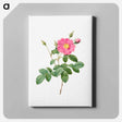 アートパネル-Cabbage Rose (Rosa Centifolia Simplex) - ピエール ジョゼフ ルドゥーテ Canvas.