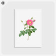 アートポストカード-Cabbage Rose (Rosa Centifolia Simplex) - ピエール ジョゼフ ルドゥーテ Postcard.