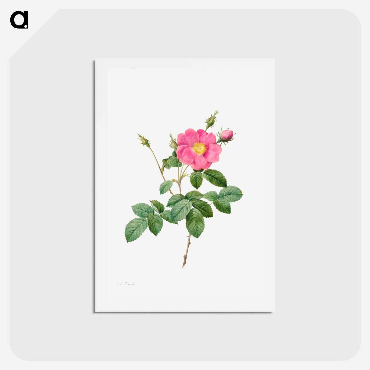アートポストカード-Cabbage Rose (Rosa Centifolia Simplex) - ピエール ジョゼフ ルドゥーテ Postcard.