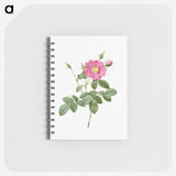1-61_Pierre-Joseph-Redoute_memo