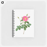 Cabbage Rose (Rosa Centifolia Simplex) - ピエール ジョゼフ ルドゥーテ Memo.