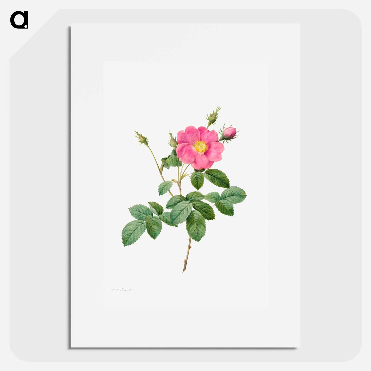 Cabbage Rose (Rosa Centifolia Simplex) - Pierre Joseph Redouté Poster.