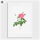 Cabbage Rose (Rosa Centifolia Simplex) - Pierre Joseph Redouté Poster.