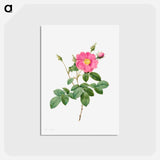 アートポストカード-Cabbage Rose (Rosa Centifolia Simplex) - ピエール ジョゼフ ルドゥーテ Postcard.