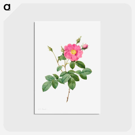 アートポストカード-Cabbage Rose (Rosa Centifolia Simplex) - ピエール ジョゼフ ルドゥーテ Postcard.