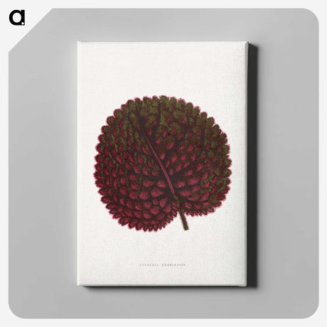 1-61_Plants-with-Colored-Foliage_canvas