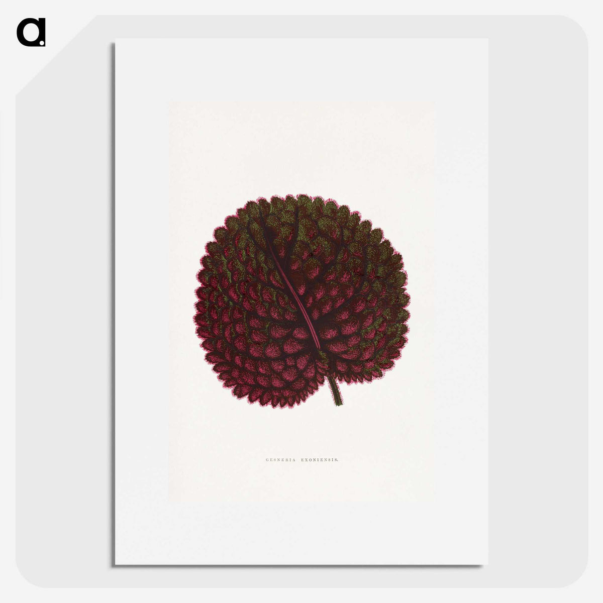 1-61_Plants-with-Colored-Foliage_picture