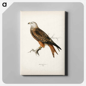 アートパネル-Red Kite
 - スヴェンスカ フォグラル Canvas.