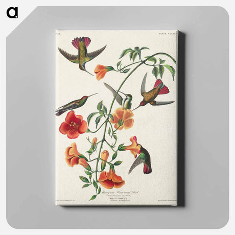アートパネル-Mango Hummingbird from Birds of America
 - アメリカの鳥たち Canvas.