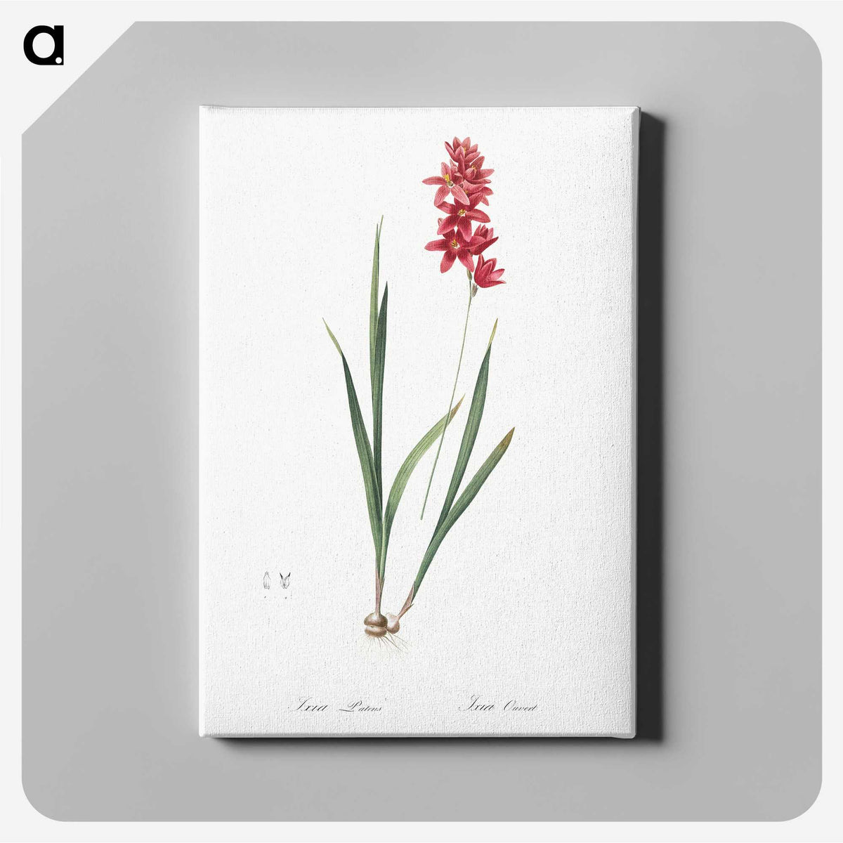 1-61_The-Lilies_canvas