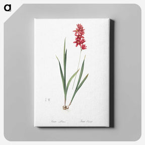 1-61_The-Lilies_canvas