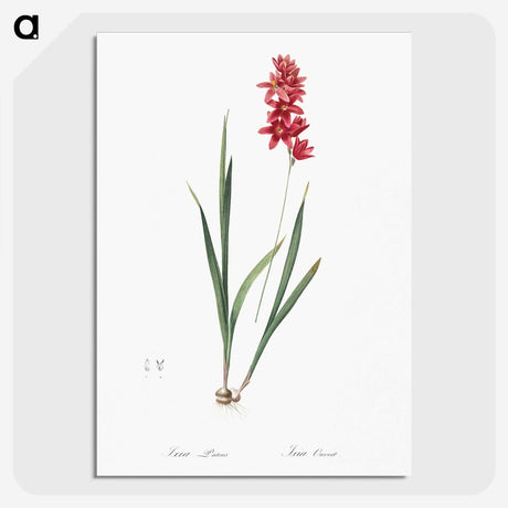 1-61_The-Lilies_picture-crop