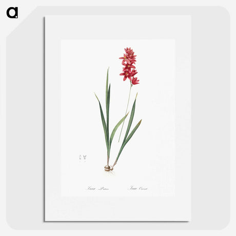 1-61_The-Lilies_picture