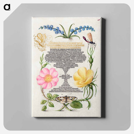 アートパネル-Grape Hyacinth, Wasplike Insect, Eglantine, Austrian Brier, and Magpie Moth
 - 書道のお手本 Canvas.