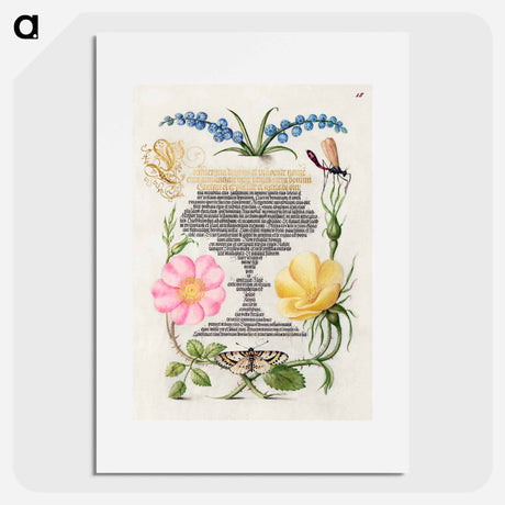 アートポスター-Grape Hyacinth, Wasplike Insect, Eglantine, Austrian Brier, and Magpie Moth
 - 書道のお手本 Poster.