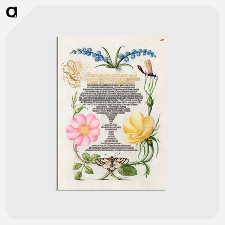 アートポストカード-Grape Hyacinth, Wasplike Insect, Eglantine, Austrian Brier, and Magpie Moth
 - 書道のお手本 Postcard.