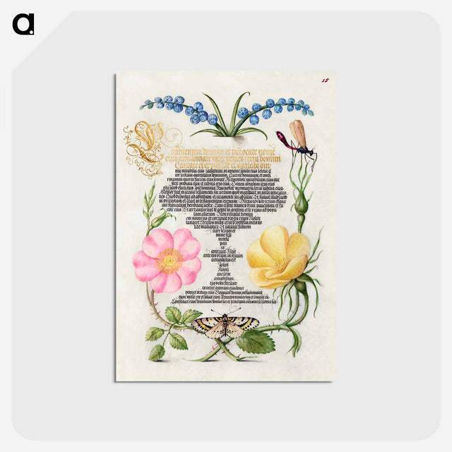 アートポストカード-Grape Hyacinth, Wasplike Insect, Eglantine, Austrian Brier, and Magpie Moth
 - 書道のお手本 Postcard.