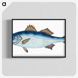1-61_The-Natural-History-of-British-Fishes_blk-crop