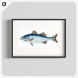 1-61_The-Natural-History-of-British-Fishes_blk