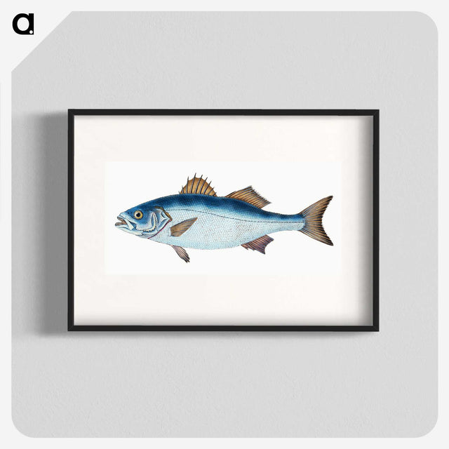 1-61_The-Natural-History-of-British-Fishes_blk