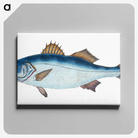 1-61_The-Natural-History-of-British-Fishes_canvas