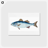 1-61_The-Natural-History-of-British-Fishes_hagaki
