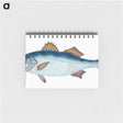 1-61_The-Natural-History-of-British-Fishes_memo
