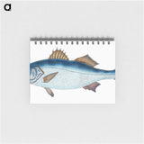 1-61_The-Natural-History-of-British-Fishes_memo