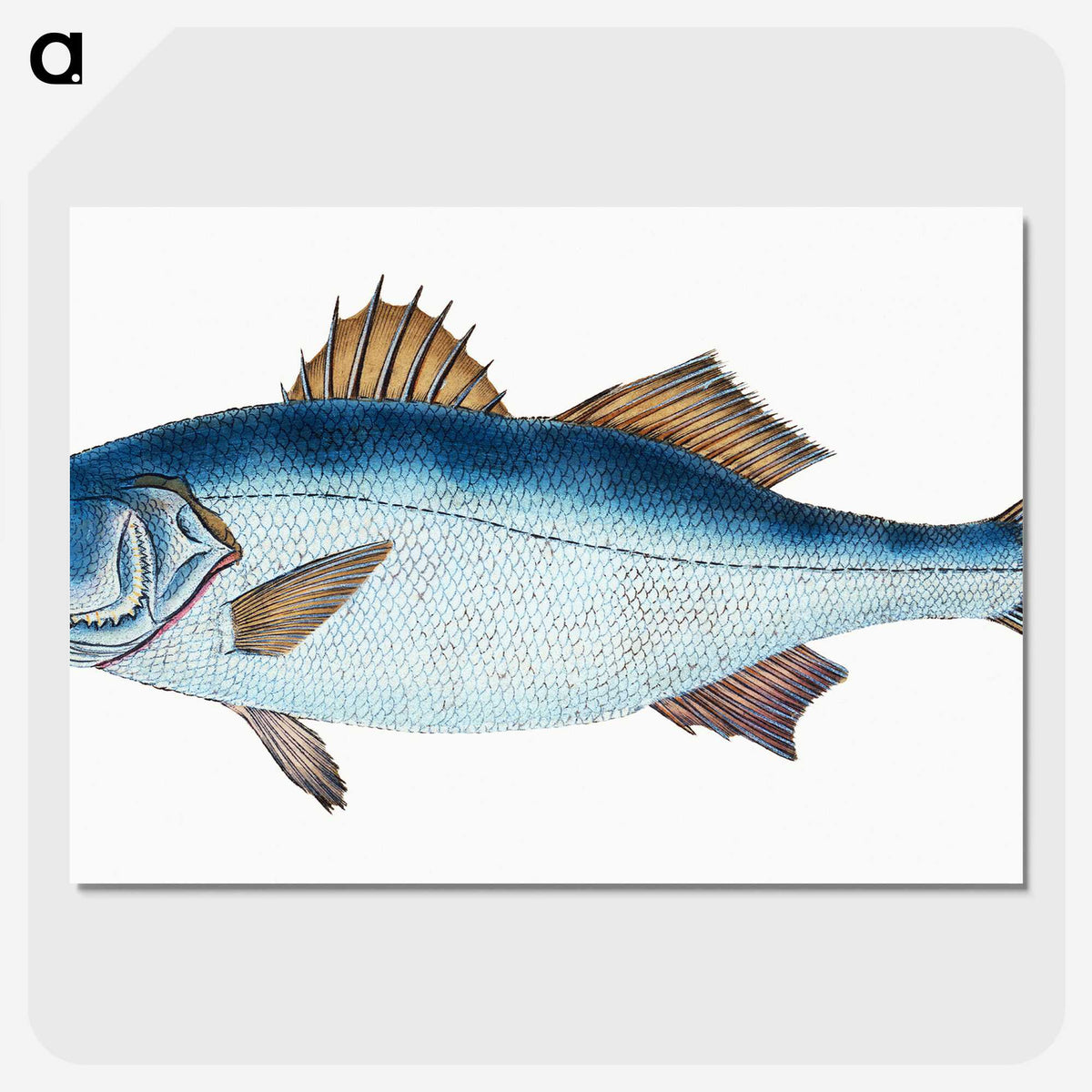1-61_The-Natural-History-of-British-Fishes_picture-crop
