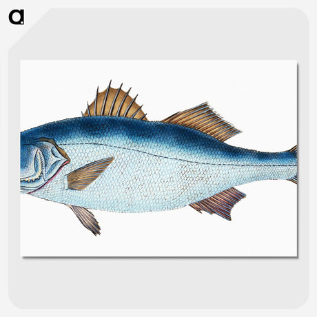 1-61_The-Natural-History-of-British-Fishes_picture-crop