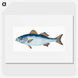 1-61_The-Natural-History-of-British-Fishes_picture