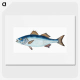 1-61_The-Natural-History-of-British-Fishes_picture