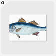 1-61_The-Natural-History-of-British-Fishes_postcard